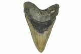 Serrated, Fossil Megalodon Tooth - North Carolina #368437-1